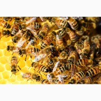 Бджлопакети
