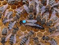 Фото 3. Продам чистопородні плідні, бджоломатки( пчеломатки) Карпатської породи Вучковий тип
