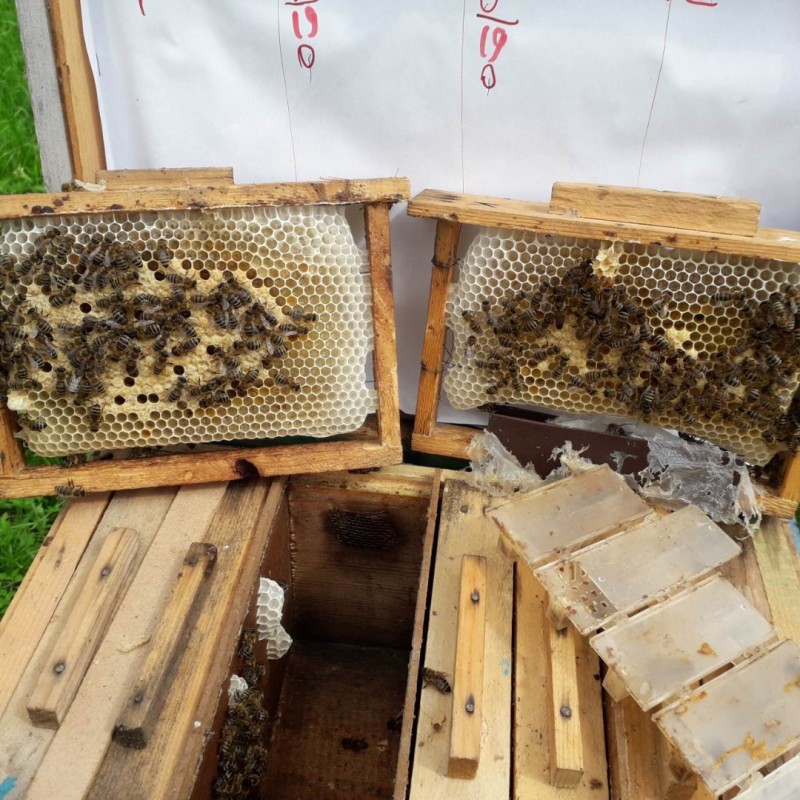 Фото 5. Продам чистопородні плідні, бджоломатки( пчеломатки) Карпатської породи Вучковий тип