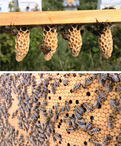 Фото 6. Продам чистопородні плідні, бджоломатки( пчеломатки) Карпатської породи Вучковий тип