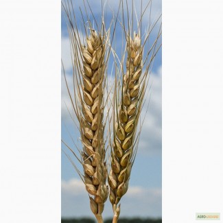 Семена озимой пшеницы Благодарка Одесская, 282-287 дней, урожайность 115-120 ц/га