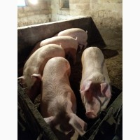 Продам свиней живым весом или не обрезной тушкой. Порода - Ландрас