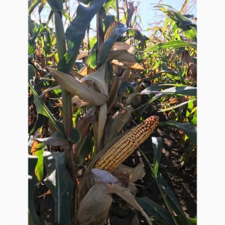 Семена кукурузы ВН 6763 (ФАО 320) от производителя