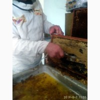 Продам мед, 2019 года. Разнотравие, подсолнух. Частная пасека, В. Бурлуцкий р-н