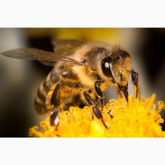 ПРОДАМ бджолосім#039;ї