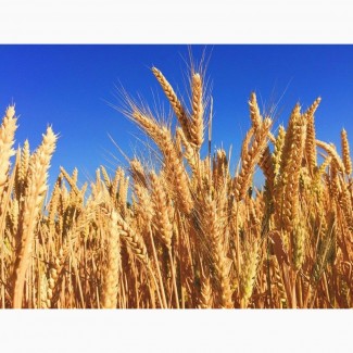 ПРОДАМ Зерно и Зерновые. Пшеница. Кукуруза. Ячмень