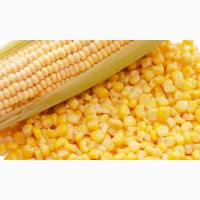 Продам кукурудзу, ячмінь, пшеницю