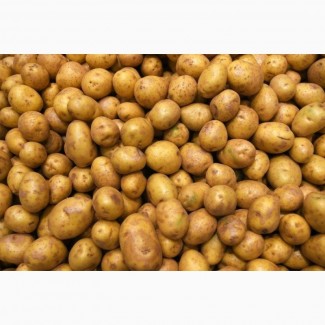 Покупаем картофель от 20 тонн по Тернопольской и Хмельницкой областях. Самовывоз