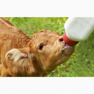Замениаменитель обезжиренного молока Супермилк.PL для производства кормов (упаковка 25 кг)