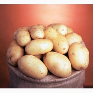 Семенной картофель. IPM Potato - элитные сорта картофеля из Голландии