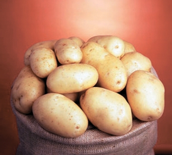 Семенной картофель. IPM Potato - элитные сорта картофеля из Голландии