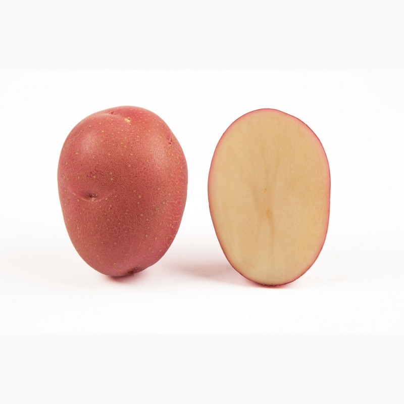 Фото 10. Семенной картофель. IPM Potato - элитные сорта картофеля из Голландии