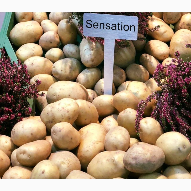 Фото 11. Семенной картофель. IPM Potato - элитные сорта картофеля из Голландии