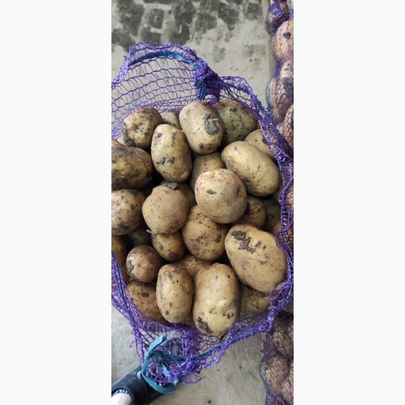 Фото 2. Продам товарный картофель сорт Ривьера, Ред, Каррера