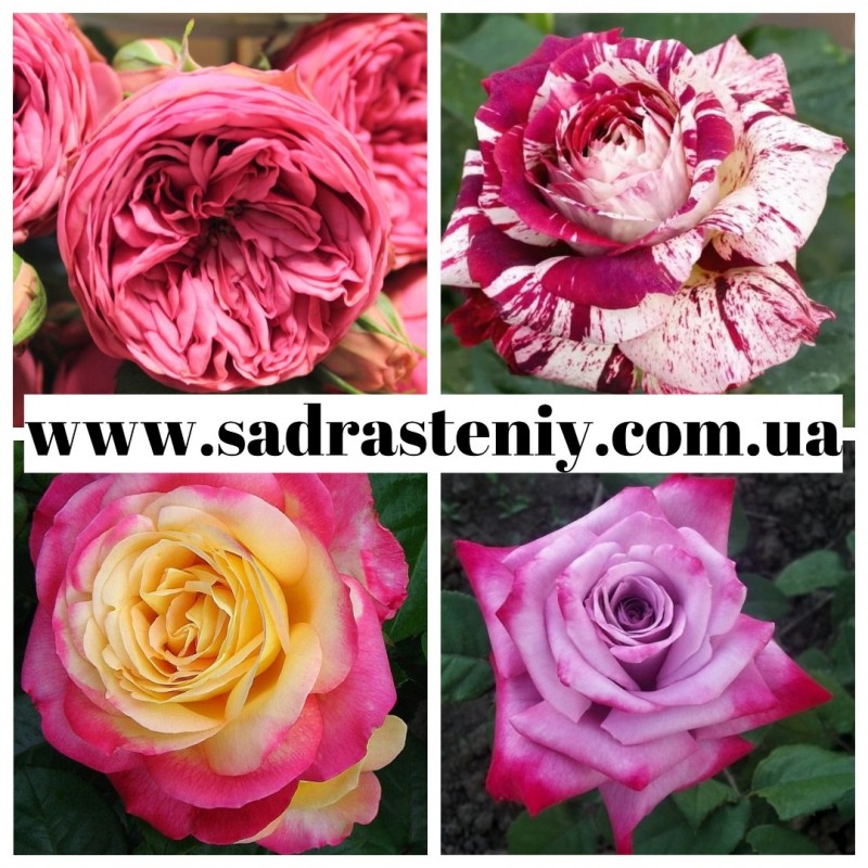 Фото 2. Ремонтантные сорта роз в питомнике Сад Растений