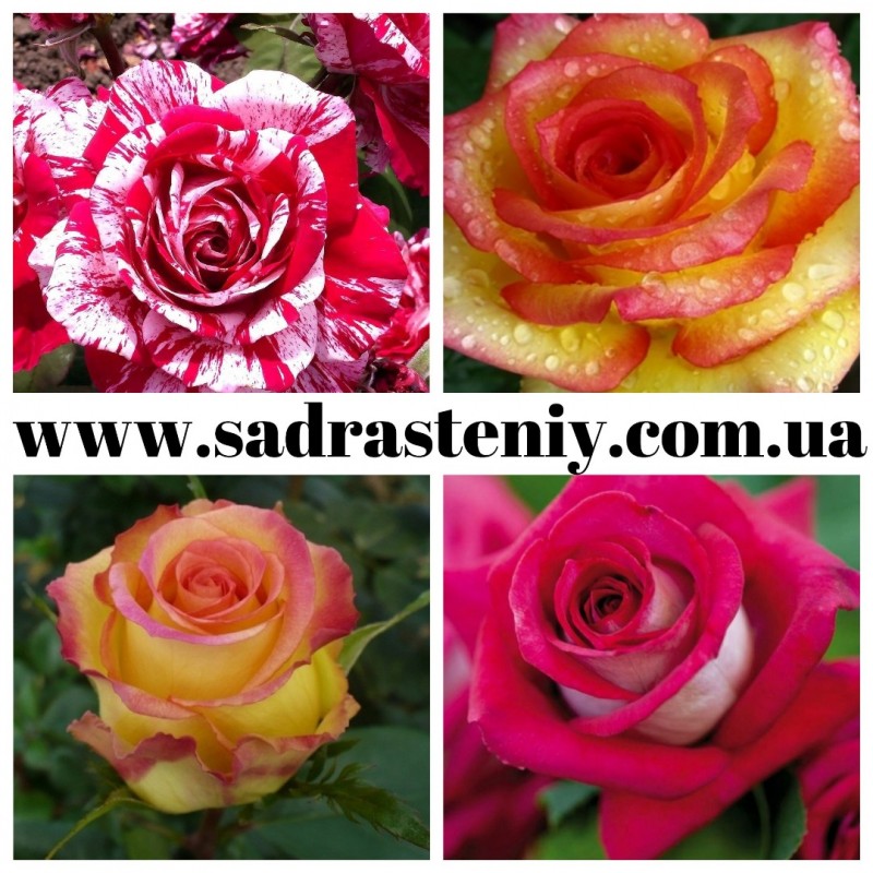 Фото 3. Ремонтантные сорта роз в питомнике Сад Растений