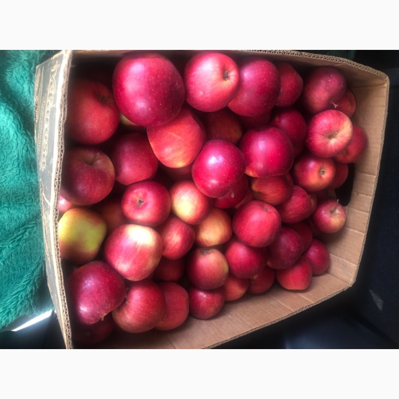 Фото 3. Продам яблука 3 сорта