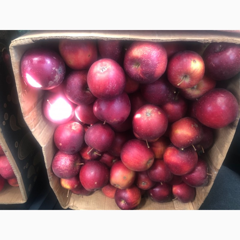 Фото 4. Продам яблука 3 сорта