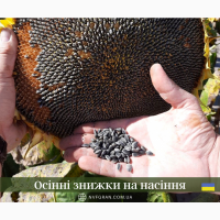 Насіння соняшника, кукурудзи вирощені в україні високої якості