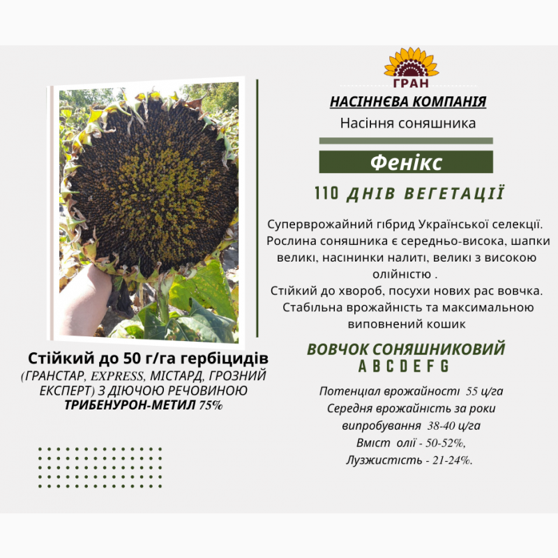 Фото 3. Насіння соняшника, кукурудзи вирощені в україні високої якості