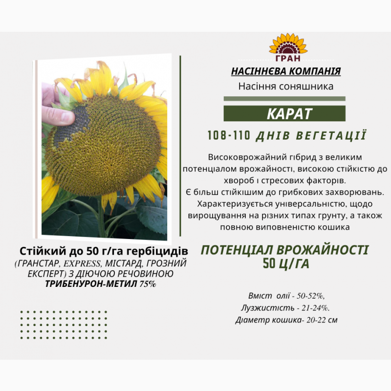 Фото 5. Насіння соняшника, кукурудзи вирощені в україні високої якості