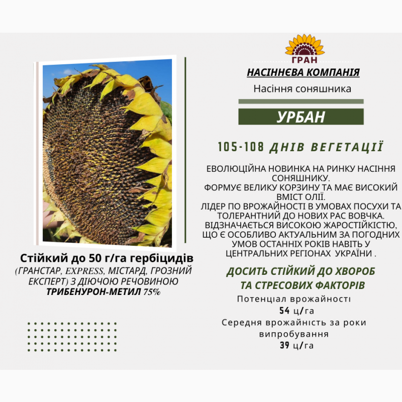 Фото 6. Насіння соняшника, кукурудзи вирощені в україні високої якості