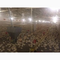 Оборудование для выращивания бройлерной курицы, утки, индейки, гусей, перепелов