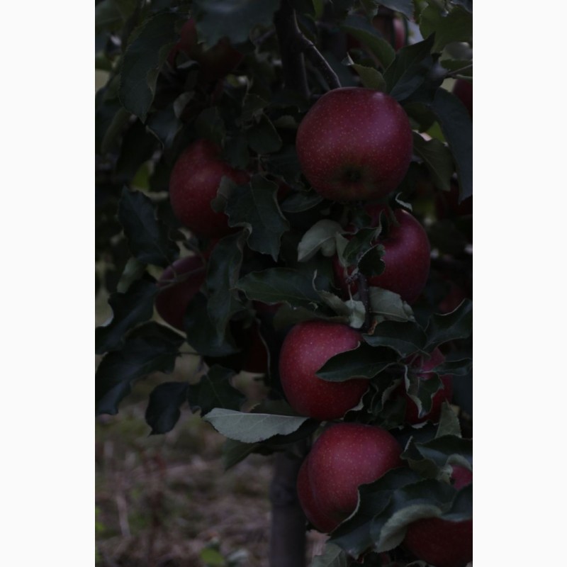 Фото 7. Продам яблука Екстра класу