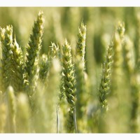 Насіння ярої пшениці КВС ШАРКІ 1 р