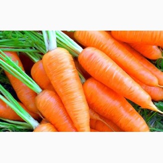 Морква різних сортів для переробки оптом