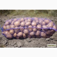 Семенной картофель оптом в Сумской области