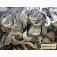 Переработка грибов / продам грибы Вешенка