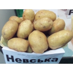Продам картофель семенной (элита)