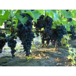 Продам зелёные саженцы винограда Киев