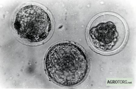 Племенной КРС пересадкой эмбрионов