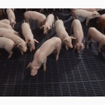 Пластиковые щелевые решетки для полов свинофермы