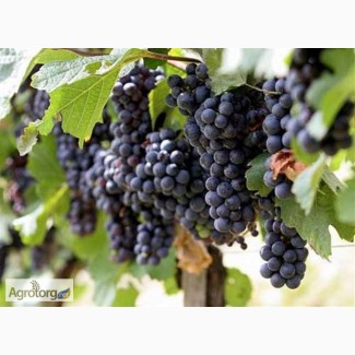 Продам виноград Одесский черный, Мерло
