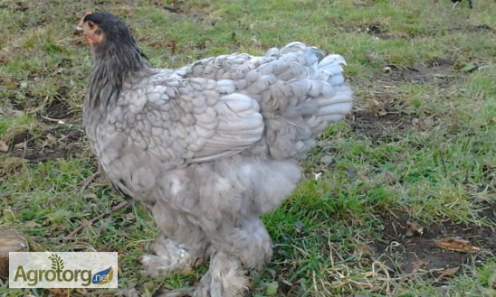 Продажа инкубационных яиц кур породы Кохинхин.Доставка по всей Украине