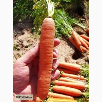 Семена моркови САТУРНО F1 Clause
