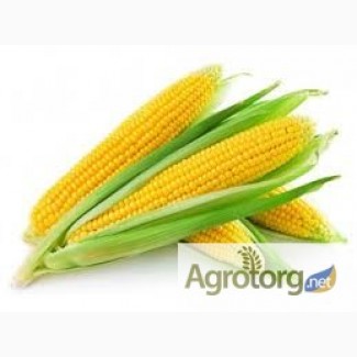 Семена кукурузы Оржица 237МВ, Солонянский, Любава продам.Товар сертифицирован