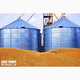 Компания закупает кукурузу фуражную 14.2.5/5.ОТ 200ТОНН