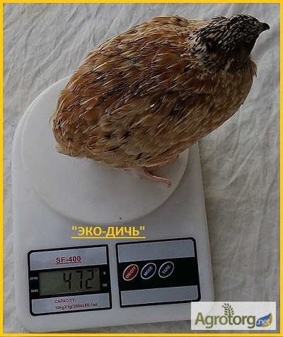 Фото 4. Яйцо инкубационное перепела Феникс Золотистый - бройлер и молодняк
