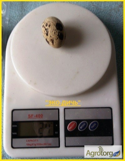 Фото 6. Яйцо инкубационное перепела Феникс Золотистый - бройлер и молодняк