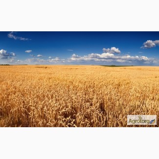 Купим пшеницу оптом по всей территории Украины