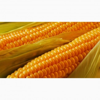 Продам семена кукурузы венгерской селекции