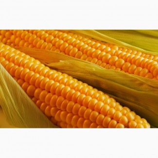 Продам семена кукурузы гибрид Солонянский 298 СВ