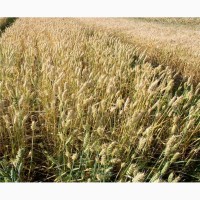 Продам високоякісне насіння озимої пшениці сорт Колоніа (Франция)