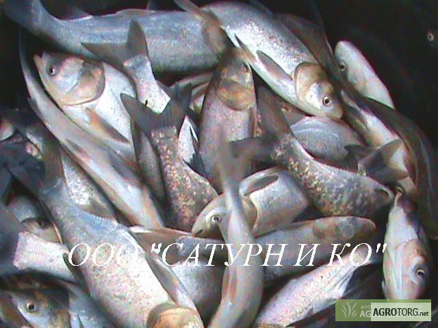 Фото 3. Пресноводная рыба, рыбопосадочный материал