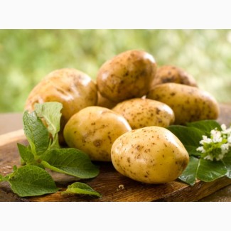 Закупка картошки крупным оптом