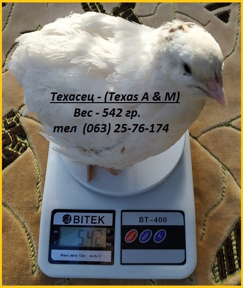 Фото 3. Яйца инкубационные перепела Техасец (USA)